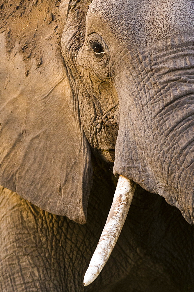 Close-up portrait of an African elephant (Loxodonta africana), Khwai Concession, Okavango Delta, Botswana, Africa