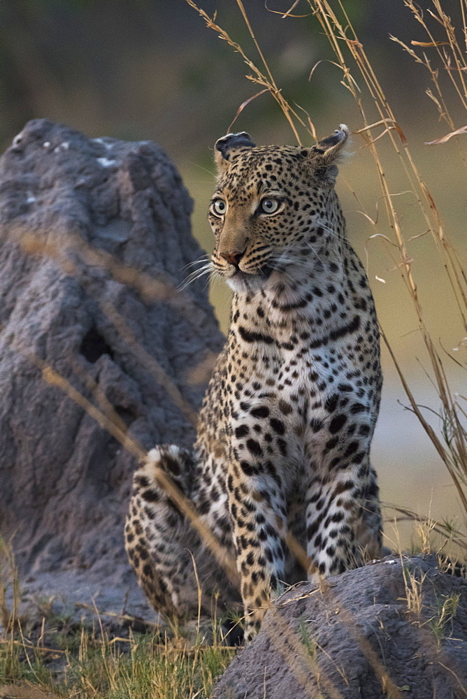 A female leopard (Panthera pardus) standing on a termite mound in the early evening, Botswana, Africa