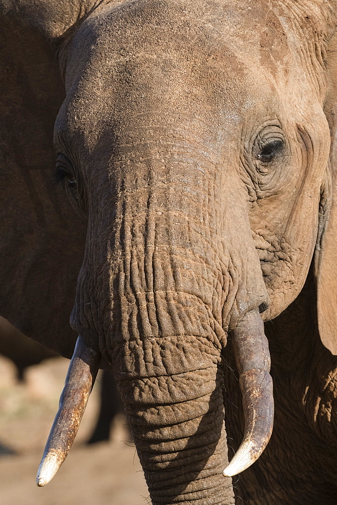 Close up portrait of an African elephant (Loxodonta africana), Tsavo, Kenya, East Africa, Africa