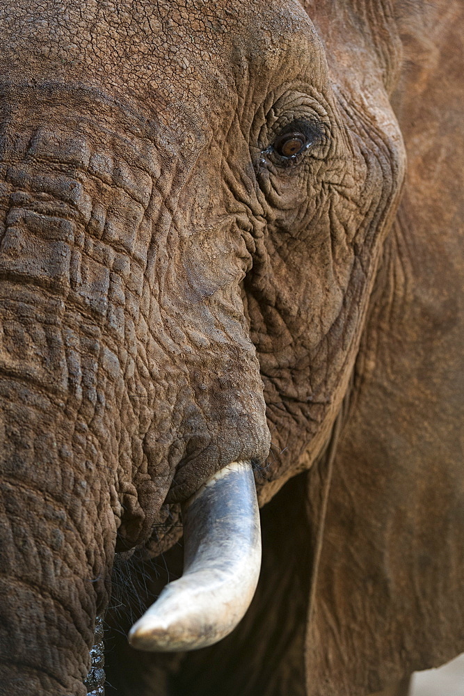 Close up portrait of an African elephant (Loxodonta africana), Tsavo, Kenya, East Africa, Africa