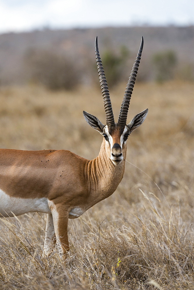 A Grant's gazelle (Gazella granti), looks into the camera, Tsavo, Kenya, East Africa, Africa