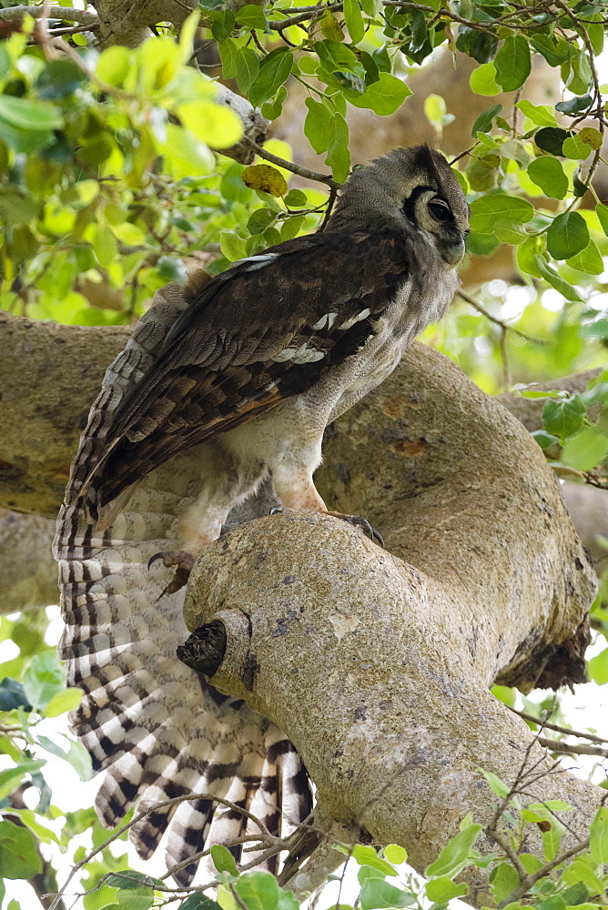 A Verreaux's eagle-owl (Bubo lacteus) in a tree, Tsavo, Kenya, East Africa, Africa