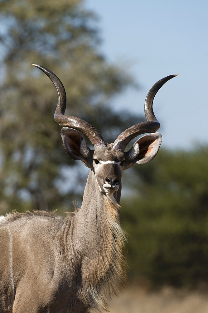 Greater kudu (Tragelaphus strepsiceros), Kalahari, Botswana, Africa