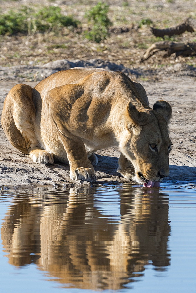 A lioness (Panthera leo) drinks at waterhole, Botswana, Africa