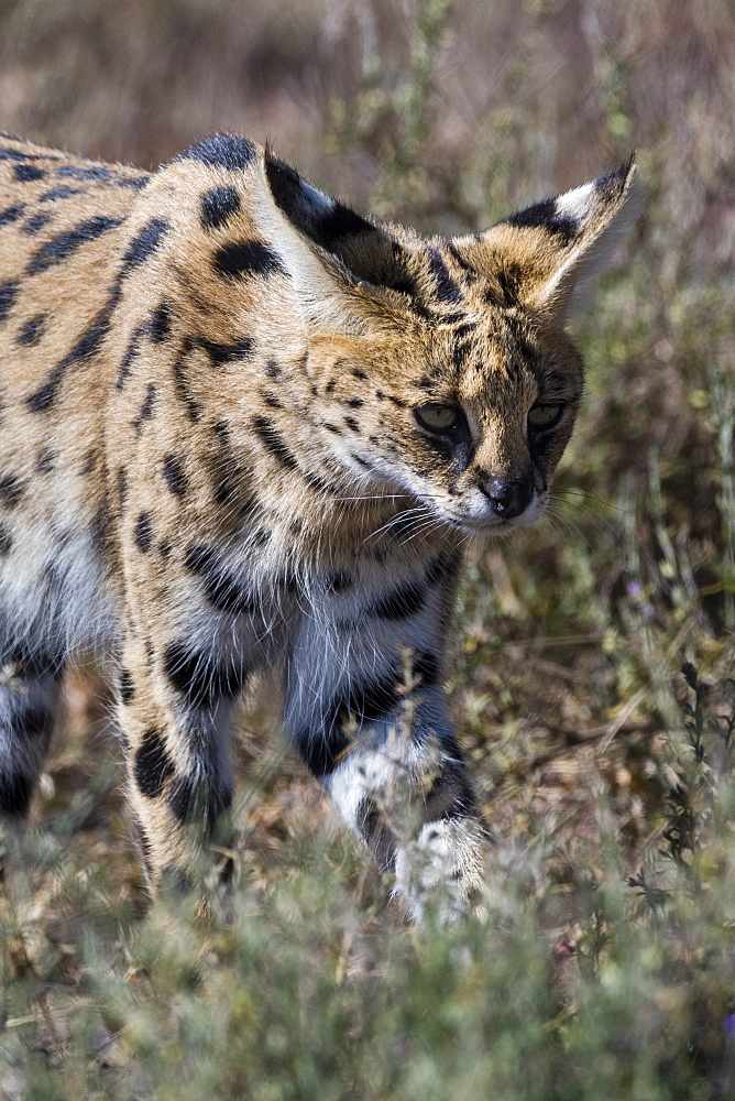 Serval (Leptailurus serval), Ndutu, Ngorongoro Conservation Area, Serengeti, Tanzania, East Africa, Africa