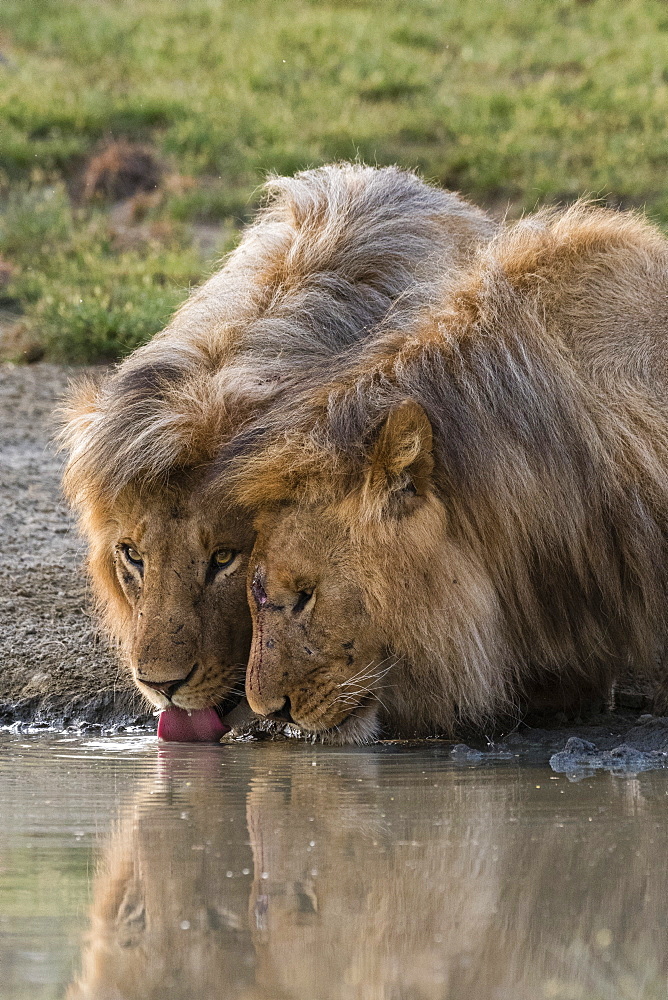 Two male lions (Panthera leo) drinking, Ndutu, Ngorongoro Conservation Area, Serengeti, Tanzania, East Africa, Africa