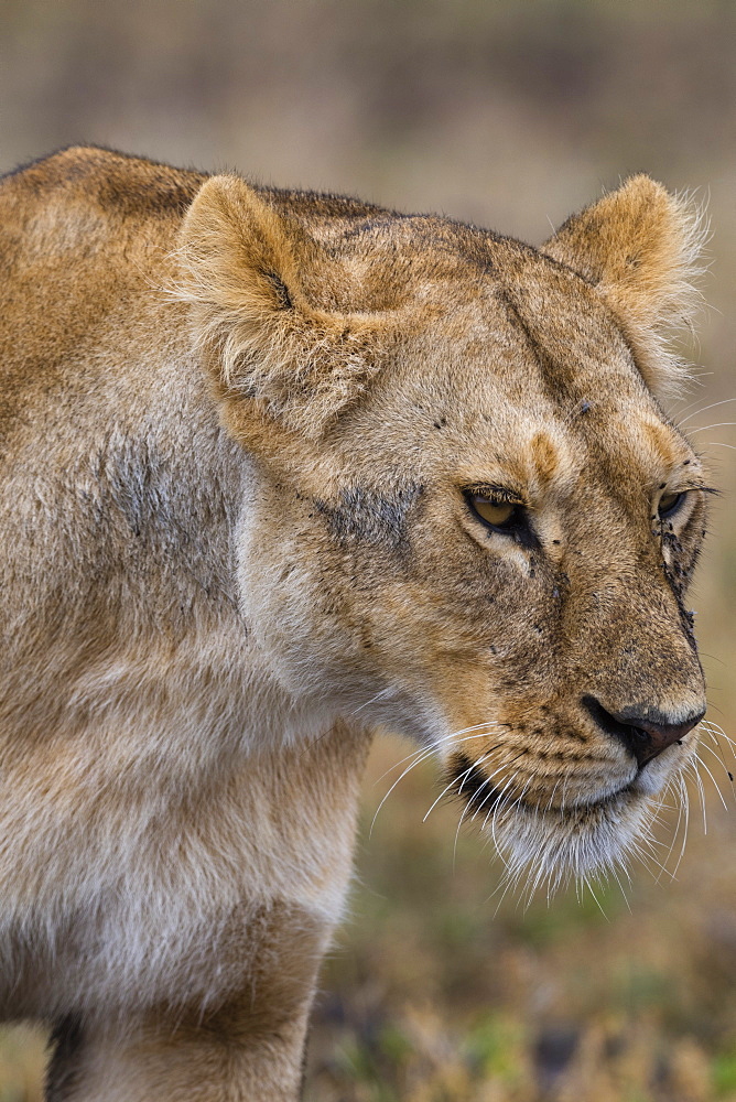 Lion (Panthera leo), Ndutu, Ngorongoro Conservation Area, Serengeti, Tanzania, East Africa, Africa