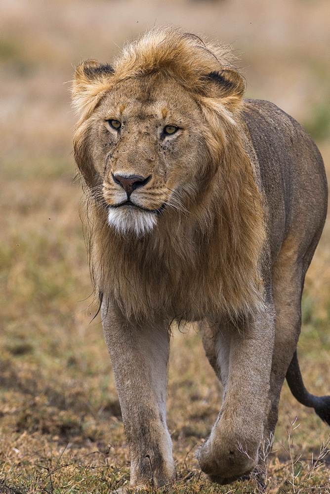 Male lion walking (Panthera leo), Ndutu, Ngorongoro Conservation Area, Serengeti, Tanzania, East Africa, Africa