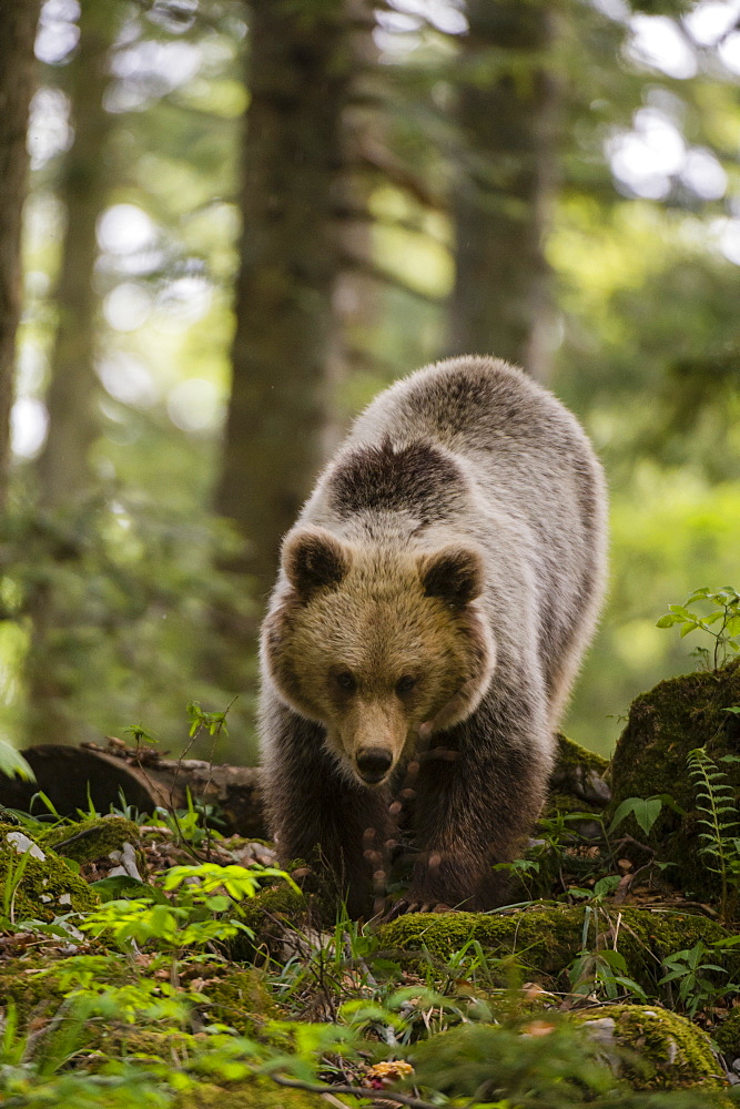 A European brown bear (Ursus arctos) walking towards the camera, Slovenia, Europe