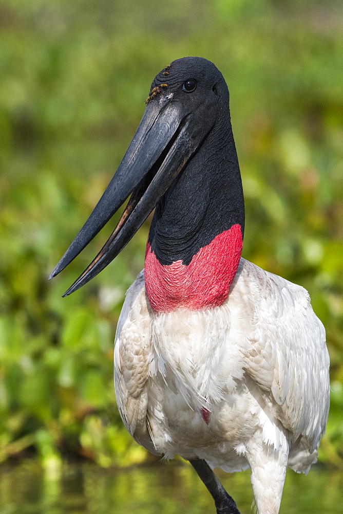 Jabiru (Jabiru mycteria), Pantanal, Mato Grosso, Brazil, South America