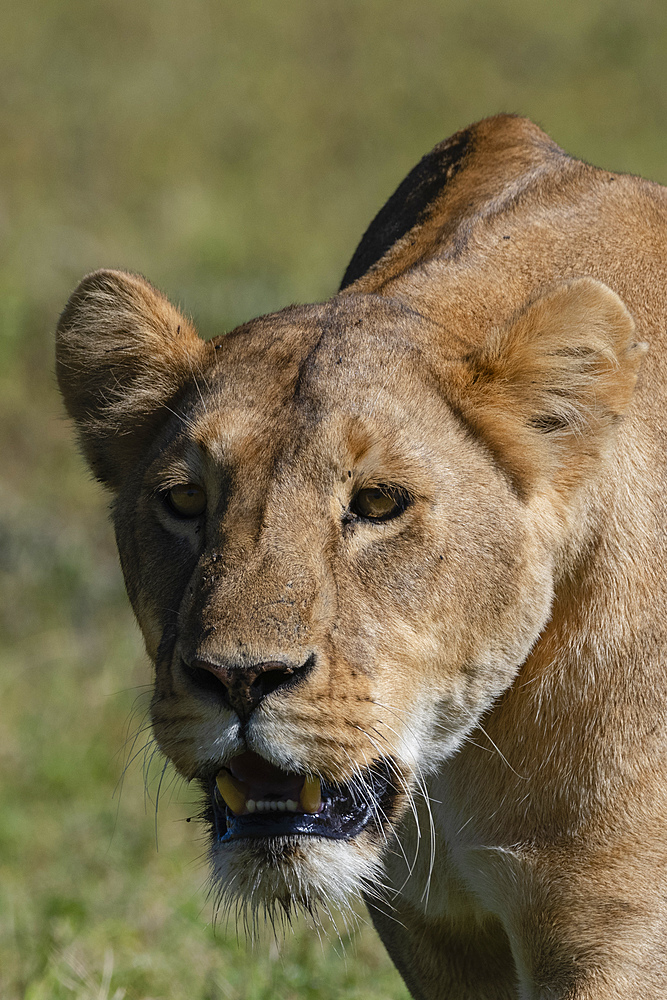 Lioness (Panthera leo), Ngorongoro crater, Ngorongoro Conservation Area, UNESCO World Heritage Site, Tanzania, East Africa, Africa