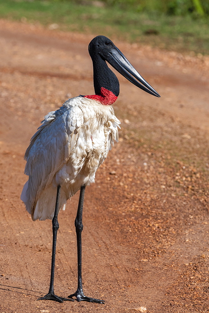 Jabiru stork (Jabiru mycteria), Pantanal, Mato Grosso do Sul, Brazil, South America