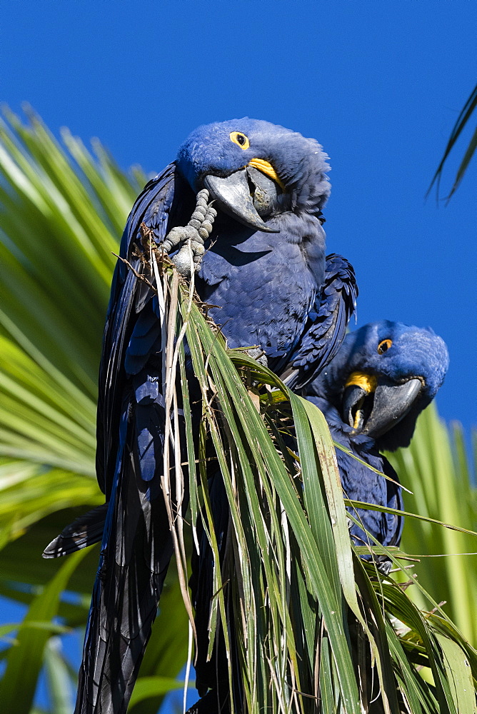 Hyacinth macaw (Anodorhynchus hyacinthinus), Pantanal, Mato Grosso do Sul, Brazil, South America