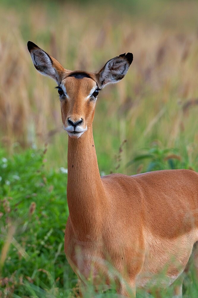 Impala (Aepyceros melampus), Tsavo, Kenya, East Africa, Africa