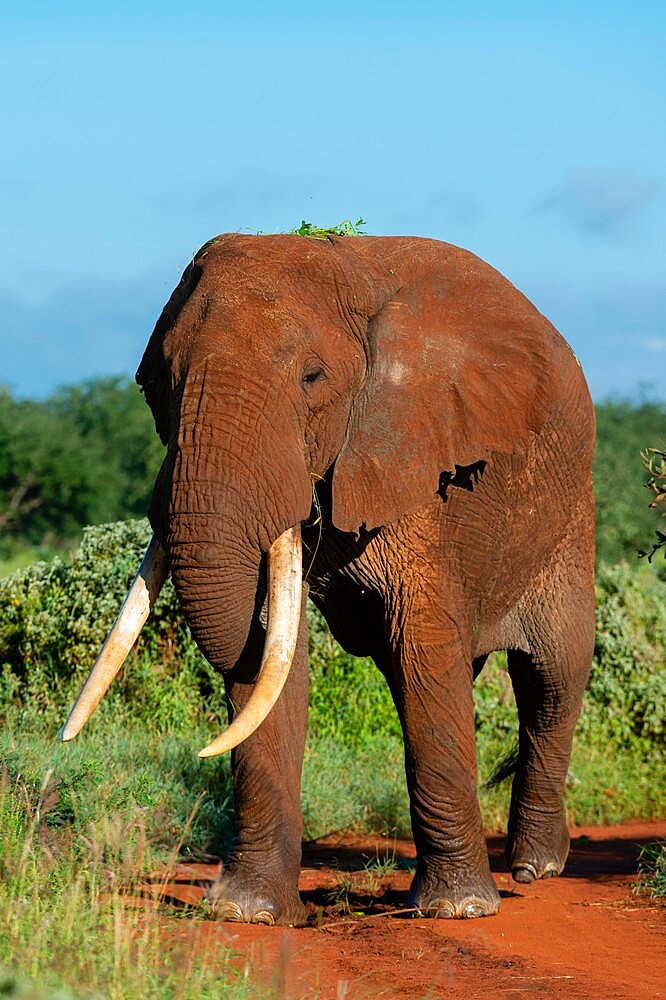 African elephant (Loxodonta africana), Tsavo, Kenya, East Africa, Africa