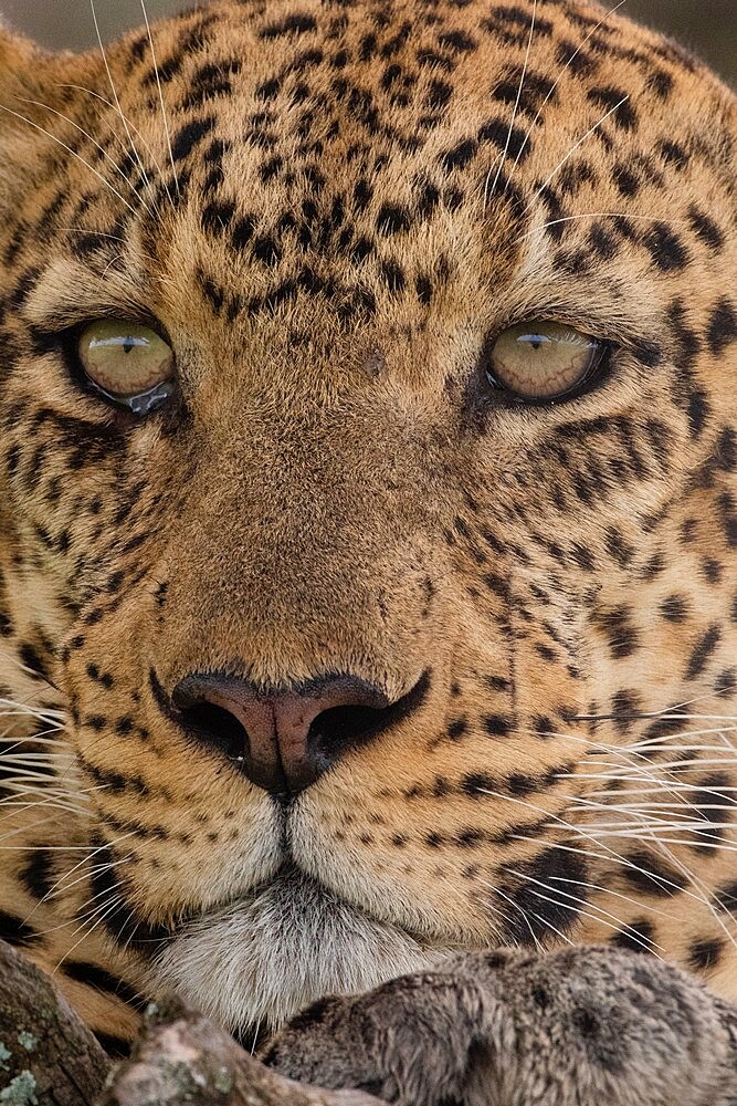 Leopard (Panthera pardus), Seronera, Serengeti National Park, Tanzania, East Africa, Africa