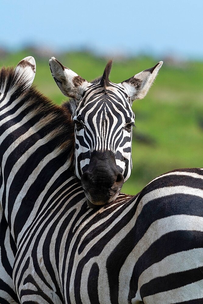 Plains zebras (Equus quagga), Ndutu, Ngorongoro Conservation Area, Serengeti, Tanzania, East Africa, Africa