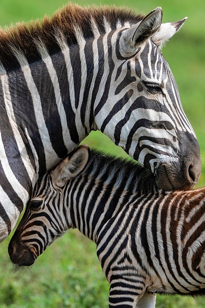 Plains zebras (Equus quagga), Ndutu, Ngorongoro Conservation Area, Serengeti, Tanzania, East Africa, Africa