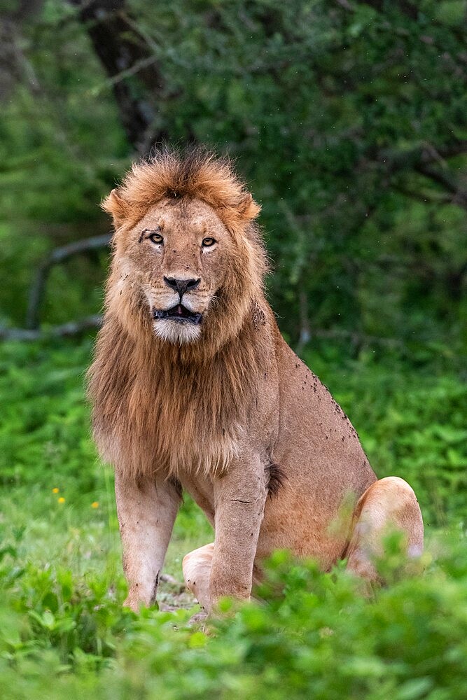 Lion (Panthera leo), Ndutu, Ngorongoro Conservation Area, Serengeti, Tanzania, East Africa, Africa