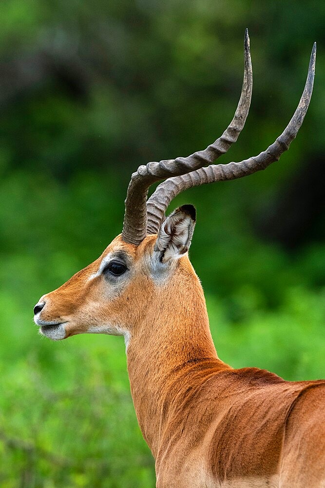 Male impala (Aepyceros melampus), Ndutu, Ngorongoro Conservation Area, Serengeti, Tanzania, East Africa, Africa