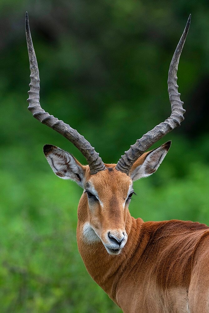 Male impala (Aepyceros melampus), Ndutu, Ngorongoro Conservation Area, Serengeti, Tanzania, East Africa, Africa