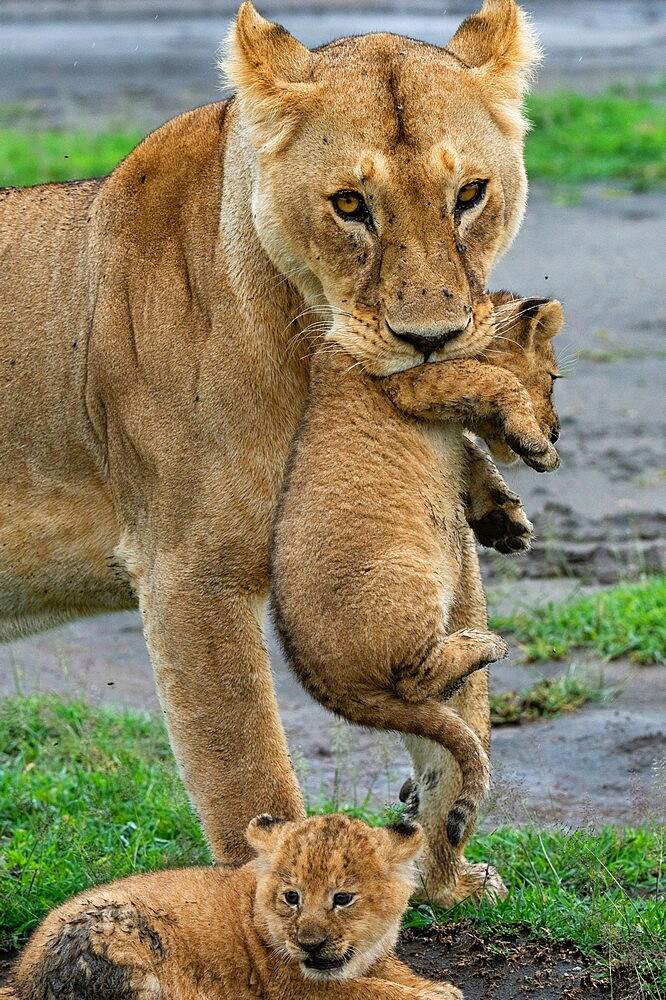 A lioness (Panthera leo) with its four week old cubs, Ndutu, Ngorongoro Conservation Area, Serengeti, Tanzania, East Africa, Africa