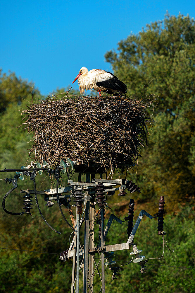 White Stork (Ciconia ciconia), Donana National and Natural Park, Andalusia, Spain, Europe