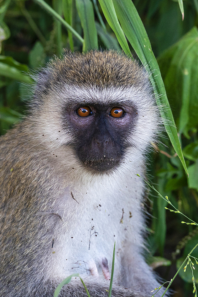 Vervet monkey (Chlorocebus pygerythrus) portrait, Lake Manyara National Park, Tanzania, East Africa, Africa