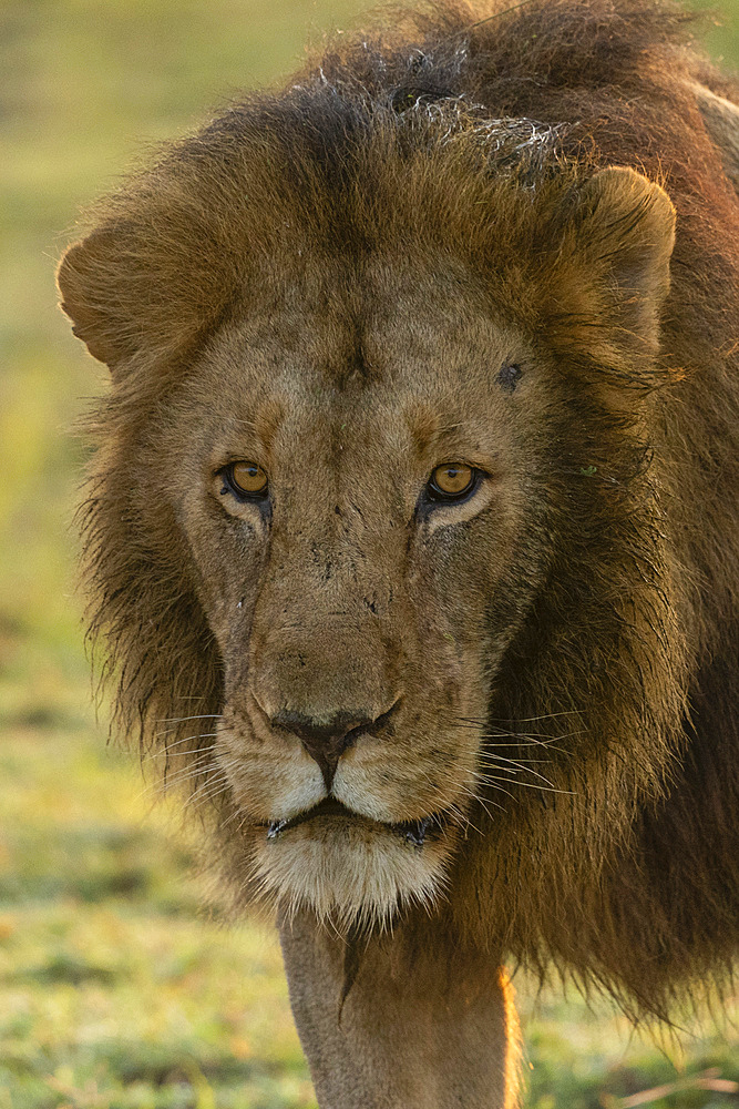 Lion (Panthera leo), Ndutu Conservation Area, Serengeti, Tanzania, East Africa, Africa