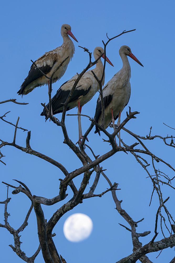 White storks (Ciconia ciconia) perching on a tree with the moon in background, Ndutu Conservation Area, Serengeti, Tanzania, East Africa, Africa