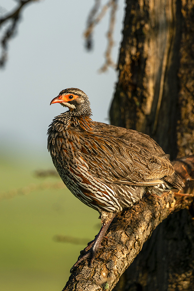 Grey-breasted francolin (Francolinus rufopictus), Ndutu Conservation Area, Serengeti, Tanzania, East Africa, Africa