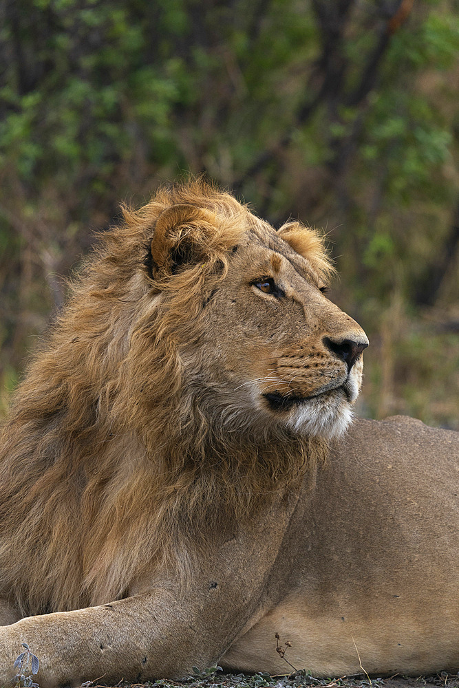 Lion (Panthera leo) resting, Savuti, Chobe National Park, Botswana.