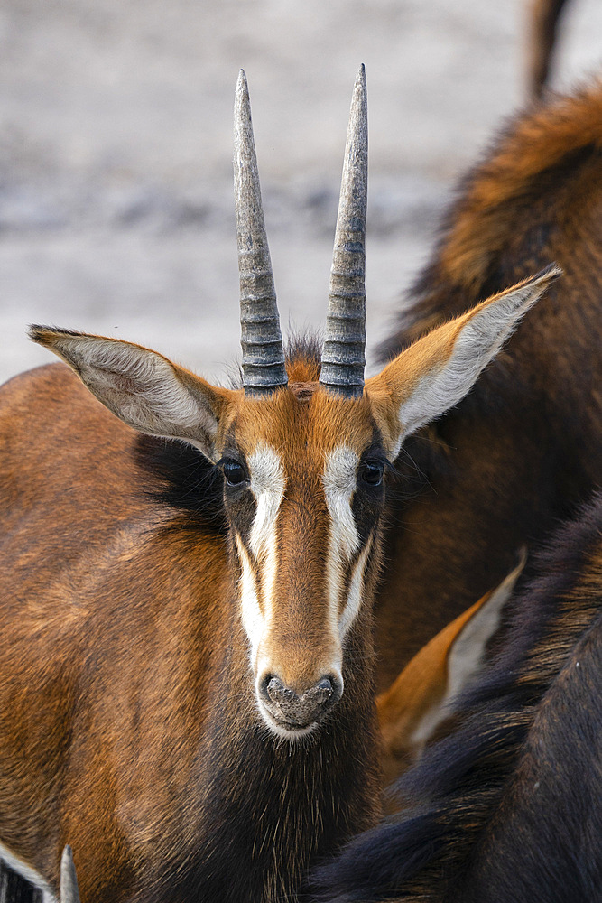 Sable antelope (Hippotragus niger), Khwai Concession, Okavango Delta, Botswana.