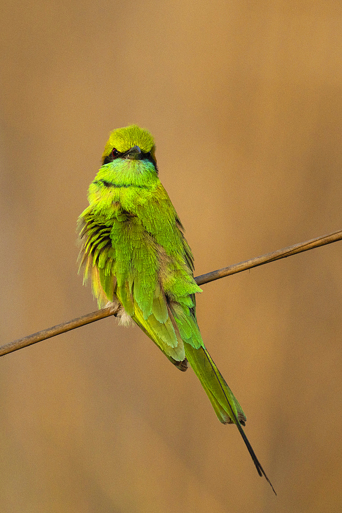 Green Bee-Eater (Merops orientalis), Bandhavgarh National Park, Madhya Pradesh, India, Asia