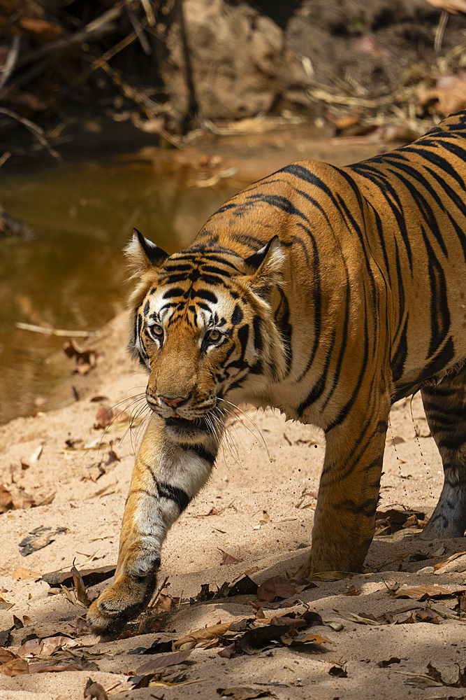 Bengal tiger (Panthera Tigris), Bandhavgarh National Park, Madhya Pradesh, India, Asia