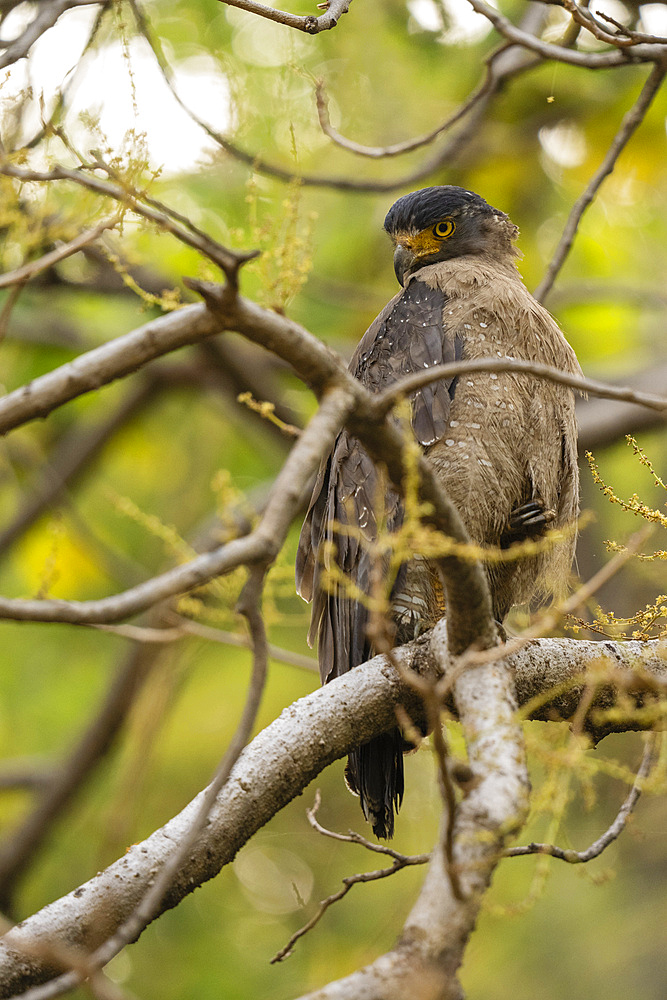 Crested Serpent-Eagle (Spilornis cheela), Bandhavgarh National Park, Madhya Pradesh, India, Asia