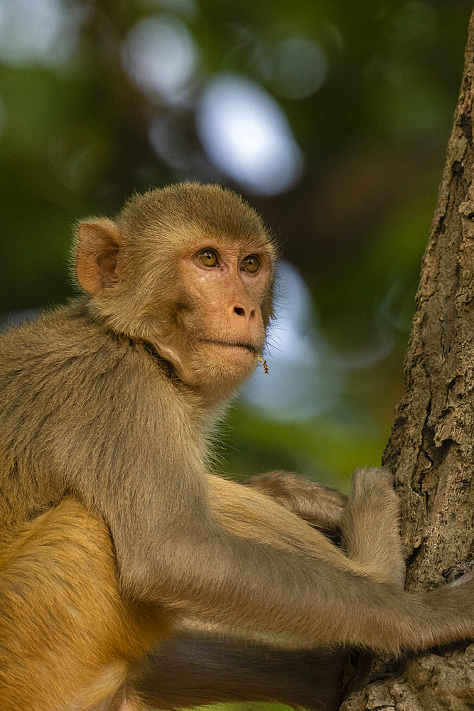 Rhesus macaque (Macaca mulatta), Bandhavgarh National Park, Madhya Pradesh, India, Asia