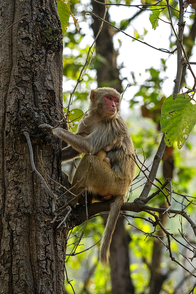 Rhesus macaque (Macaca mulatta), Bandhavgarh National Park, Madhya Pradesh, India, Asia