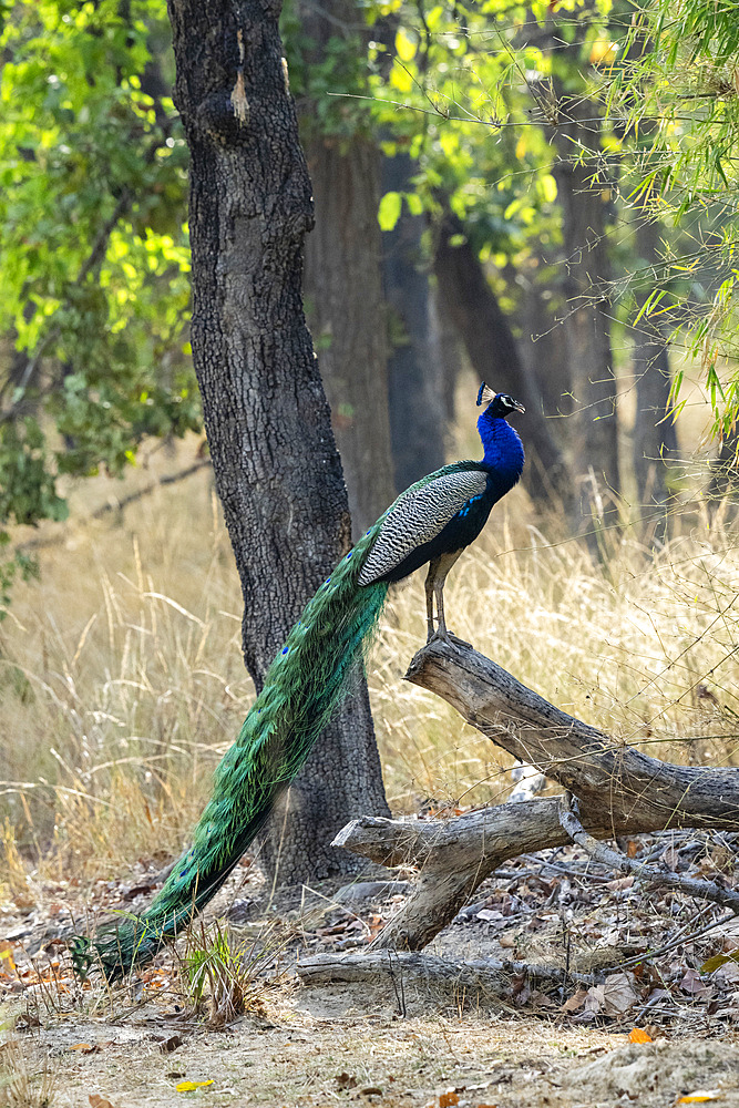 Indian Peafowl (Pavo cristatus), Bandhavgarh National Park, Madhya Pradesh, India, Asia