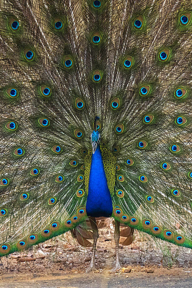 Indian Peafowl (Pavo cristatus) displaying, Bandhavgarh National Park, Madhya Pradesh, India, Asia