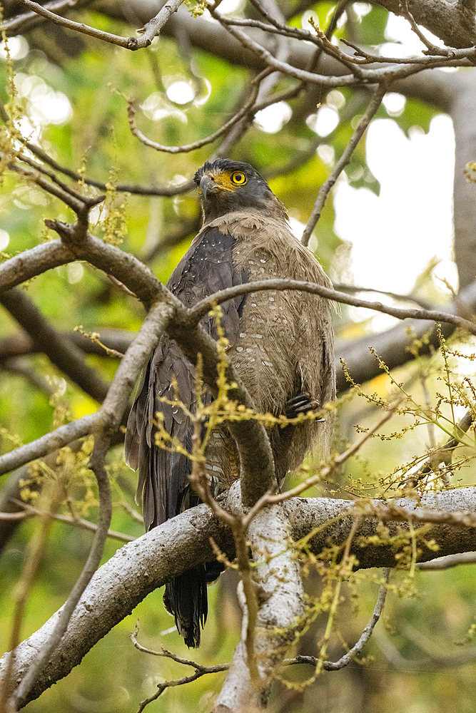 Crested Serpent-Eagle (Spilornis cheela), Bandhavgarh National Park, Madhya Pradesh, India, Asia