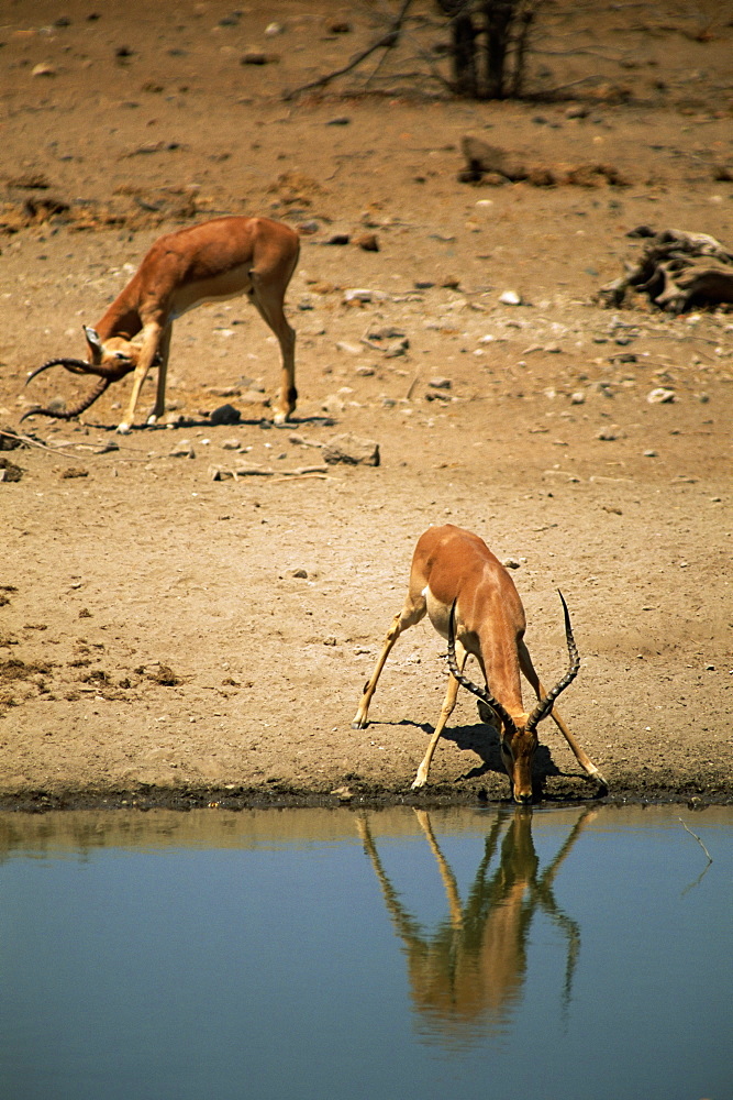 Impala (Aepyceros melampus) drinking, Mashatu Game Reserve, Botswana, Africa