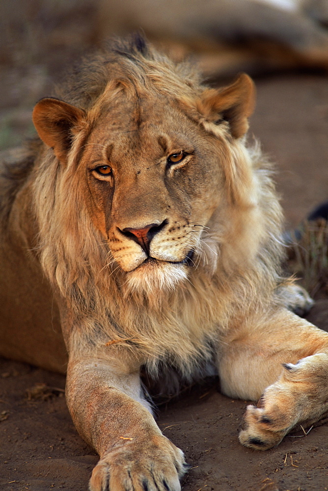 Close-up of a lion (Panthera leo), Mashatu Game Reserve, Botswana, Africa