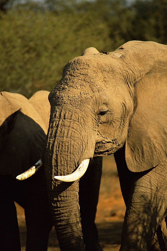 African elephant (Loxodonta africana), Mashatu Game Reserve, Botswana, Africa