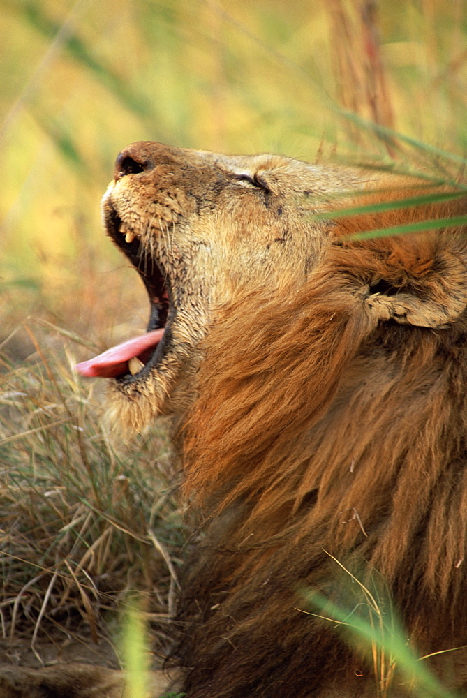 Close-up of a male lion (Panthera leo) yawning, Mala Mala Game Reserve, Sabi Sand Park, South Africa, Africa