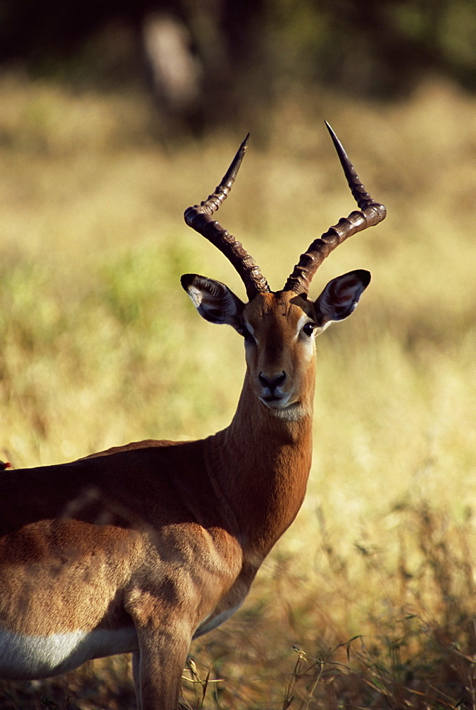 Impala (Aepyceros melampus), Mala Mala Game Reserve, Sabi Sand Park, South Africa, Africa