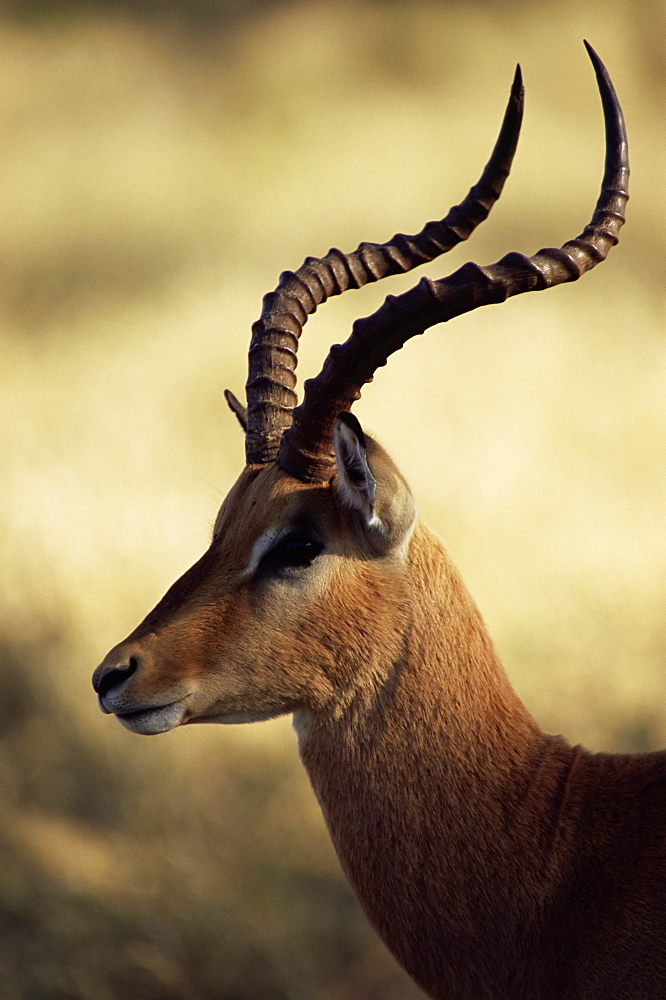 Close-up of an impala (Aepyceros melampus), Mala Mala Game Reserve, Sabi Sand Park, South Africa, Africa