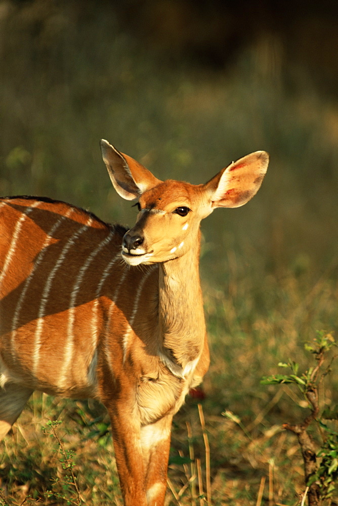 Nyala (Tragelaphus angasi), Mala Mala Game Reserve, Sabi Sand Park, South Africa, Africa