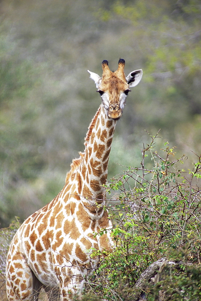 Giraffe (Giraffe camelopardalis), Mala Mala Game Reserve, Sabi Sand Park, South Africa, Africa