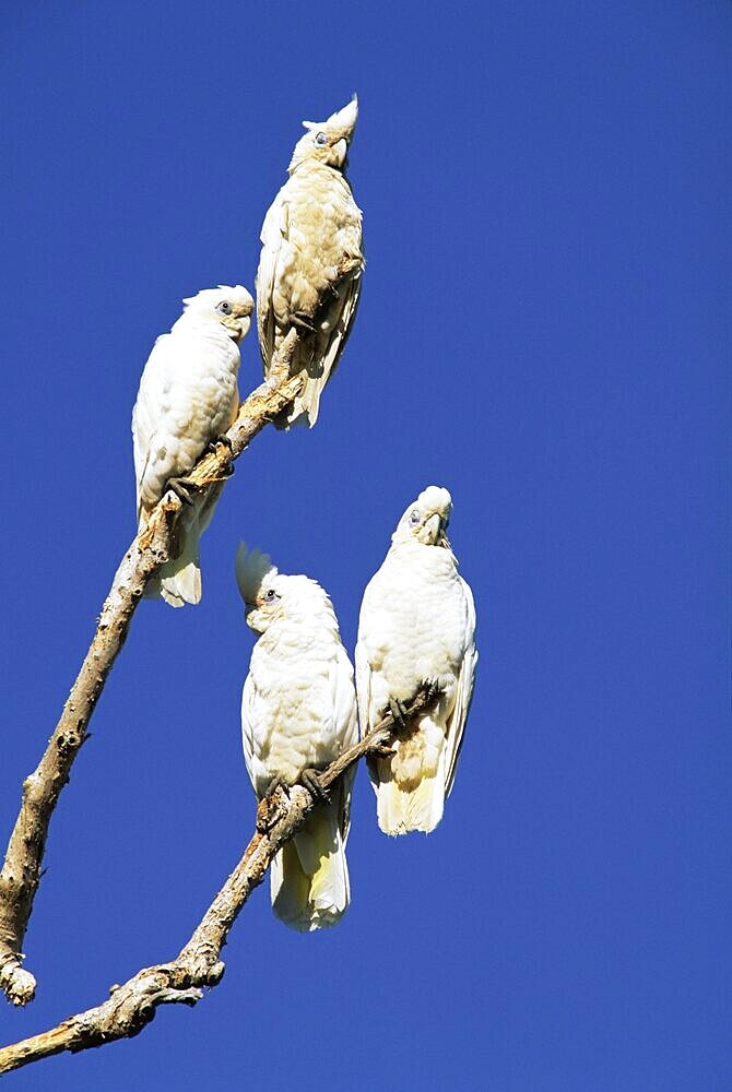 Little Corellas, Cacatua pastinator, Yellow Waters, Kakadu National Park, Northern Territory, Australia, Pacific